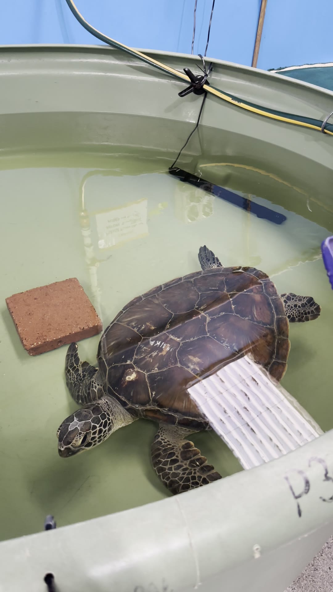 Grüne Meeresschildkröte im Pflegetank bei Australian Seabird & Turtle Rescue, Ballina